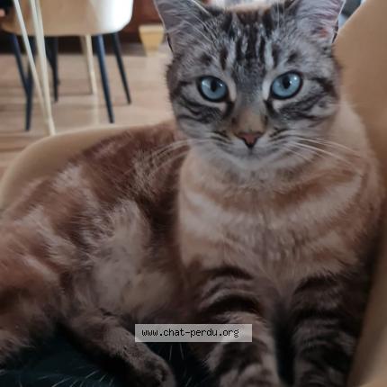 Photo 1/1 Ruben Chat perdu à Tence