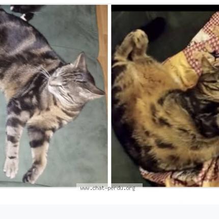 Photo de chat perdu à Nevers