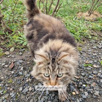 Photo de chat perdu à Gradignan