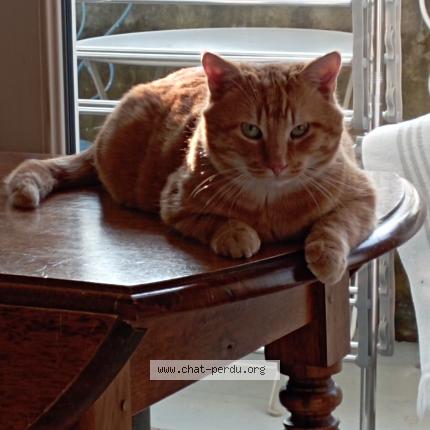 Photo de chat perdu à Meylan