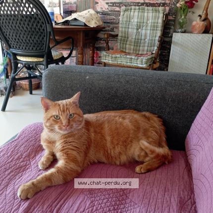 Photo 2/2 Chat retrouvé Perdu à Meylan