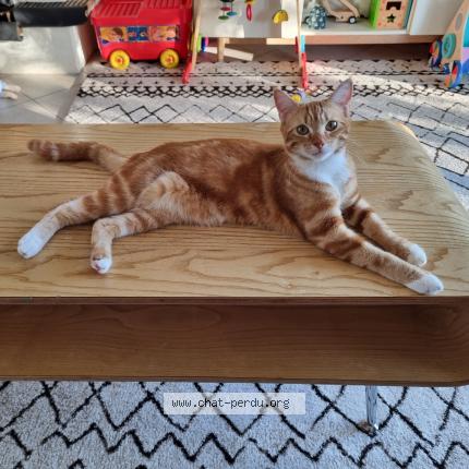 Photo 1/1 Chat retrouvé Perdu à Saint barthelemy d anjou