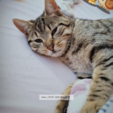 Photo de chat perdu à Beauregard Et Bassac