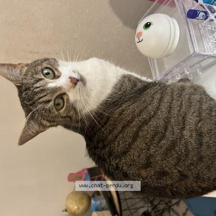 Photo de chat perdu à Les Auxons