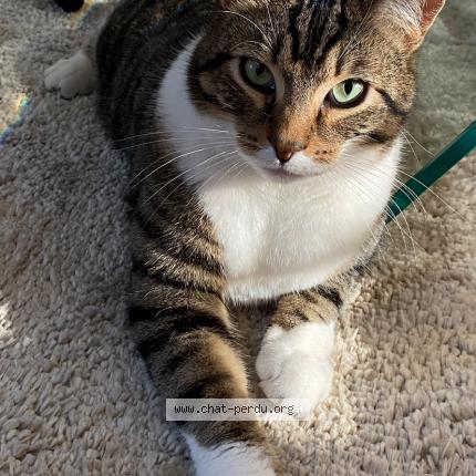 Photo de chat perdu à Bordeaux