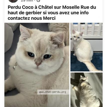Photo de chat perdu à Chatel Sur Moselle