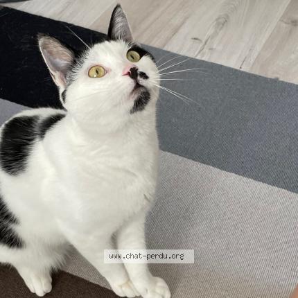 Photo 1/1 Siam Chat perdu à Flayosc