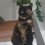 Photo de chat perdu à Herimenil