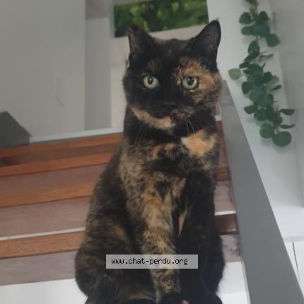 Photo 1/1 Chat retrouvé Perdu à Herimenil