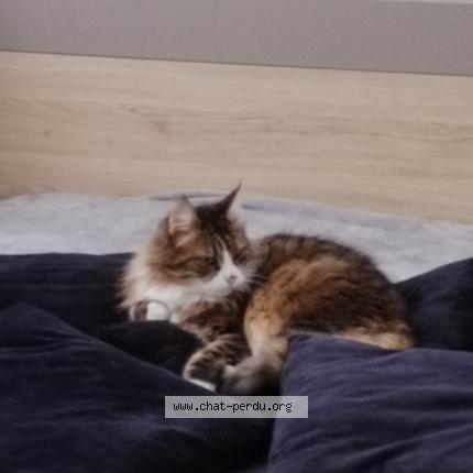 Photo 1/1 Chat retrouvé Perdu à Naujac Sur Mer