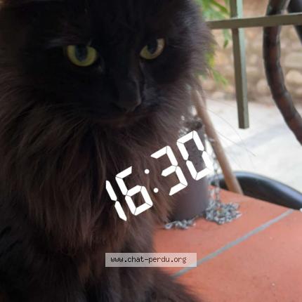 Photo de chat perdu à Argeles Sur Mer