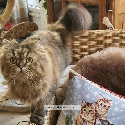 Photo de chat perdu à Chiche