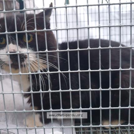 Photo de chat trouvé à Negrepelisse