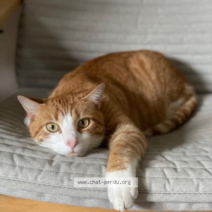 Photo de chat perdu à Briollay