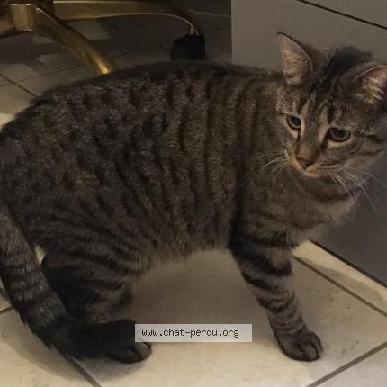 Photo de chat perdu à Kienheim