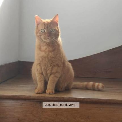 Photo de chat perdu à Falaise