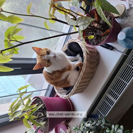 Photo de chat perdu à Massilly