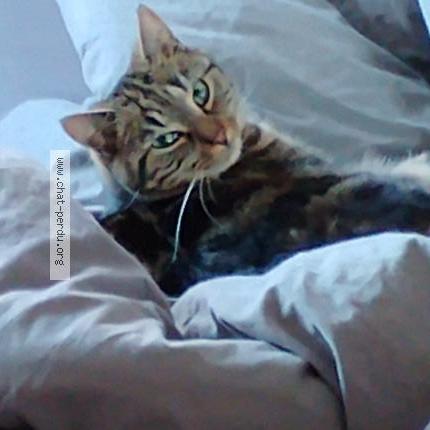 Photo 1/3 Paco Chat perdu à Tinqueux