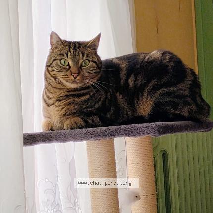 Photo 2/3 Paco Chat perdu à Tinqueux