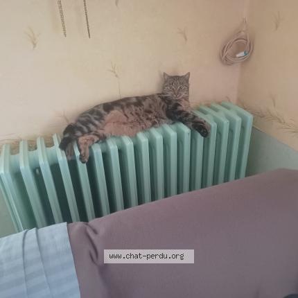 Photo 3/3 Paco Chat perdu à Tinqueux