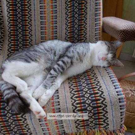 Photo 1/1 Titi Chat perdu à Lampaul plouarzel