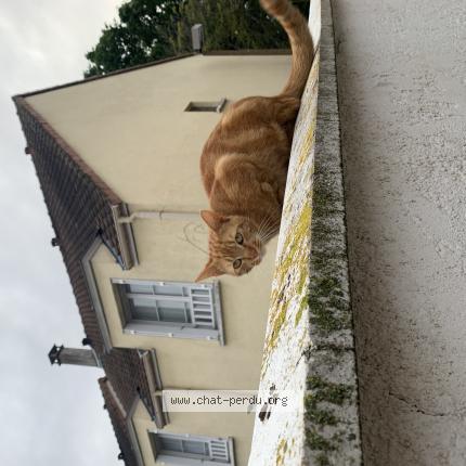 Photo de chat perdu à Evry