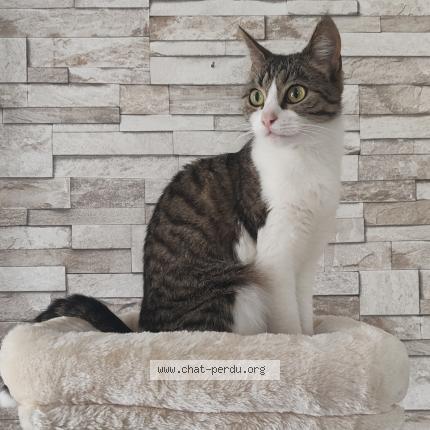 Photo de chat perdu à Montoir De Bretagne