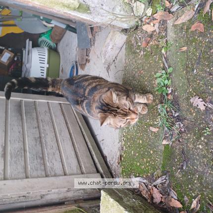 Photo 1/1 Chat retrouvé Trouvé à Fonsorbes