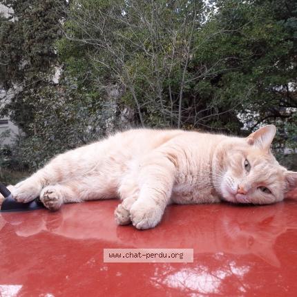 Photo 1/1 Rocco Chat perdu à Montpellier