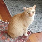 Photo de chat perdu à Plerin