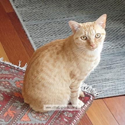 Photo 1/1 Chat retrouvé Perdu à Plerin