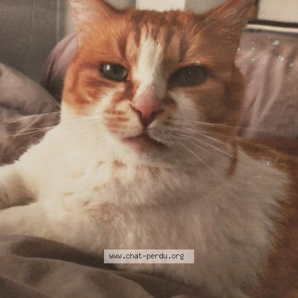 Photo 1/1 Chat retrouvé Perdu à Le Puy En Velay