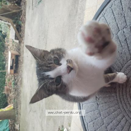 Photo 1/1 Chat retrouvé Trouvé à Villar Saint Anselme