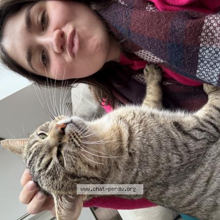 Photo de chat perdu à Strasbourg