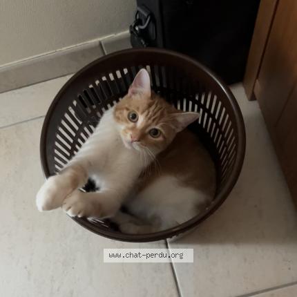 Photo de chat perdu à Bettancourt La Ferree