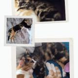 Photo de chat perdu à Port St Lucie