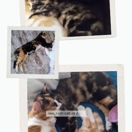 Photo 1/1 piggy Chat perdu à Port st lucie