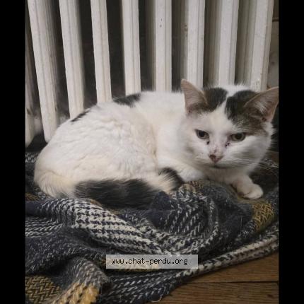 Photo de chat perdu à Charleville Mezieres