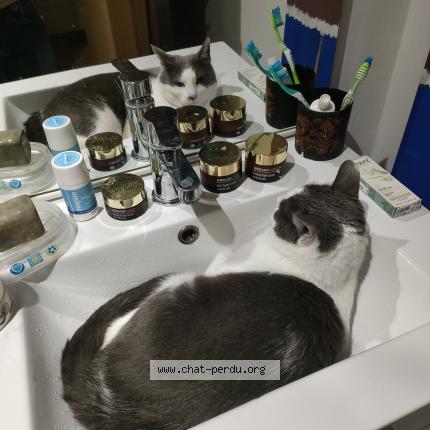 Photo 2/2 Streety Chat perdu à Chateauneuf de gadagne