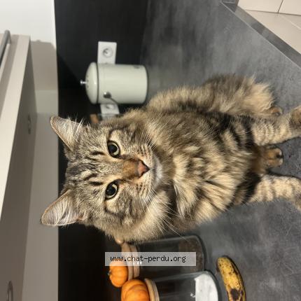 Photo de chat perdu à Francheville