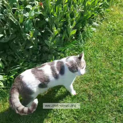 Photo de chat perdu à Nantes