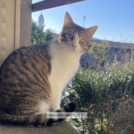Photo 1/1 Chat retrouvé Perdu à Limoges