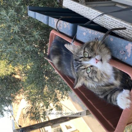 Photo de chat perdu à Vic La Gardiole