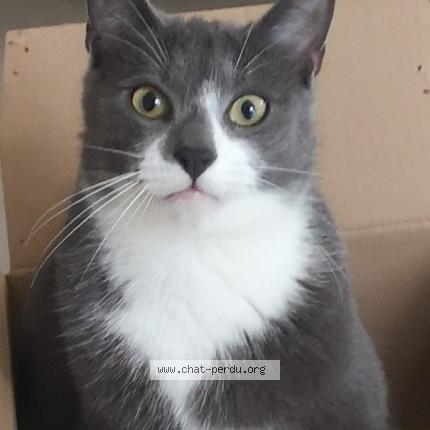 Photo 1/1 Julot Chat perdu à Fleurieu sur saone