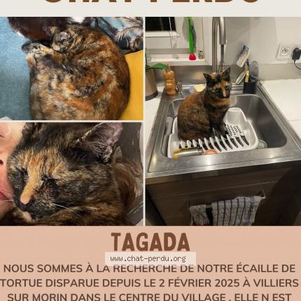 Photo 1/1 Tagada Chat perdu à Villiers sur morin