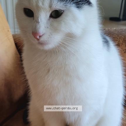 Photo de chat perdu à Bordeaux