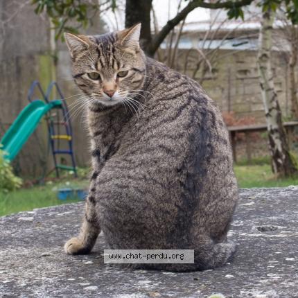 Photo 1/1 Aness Chat perdu à Moret loing et orvanne