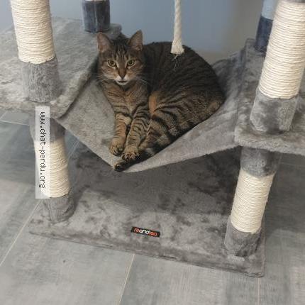 Photo 1/1 Chat retrouvé Perdu à Chasse sur rhone