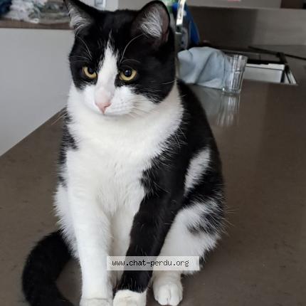 Photo de chat perdu à Annecy