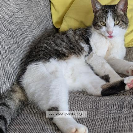 Photo de chat perdu à Goutrens